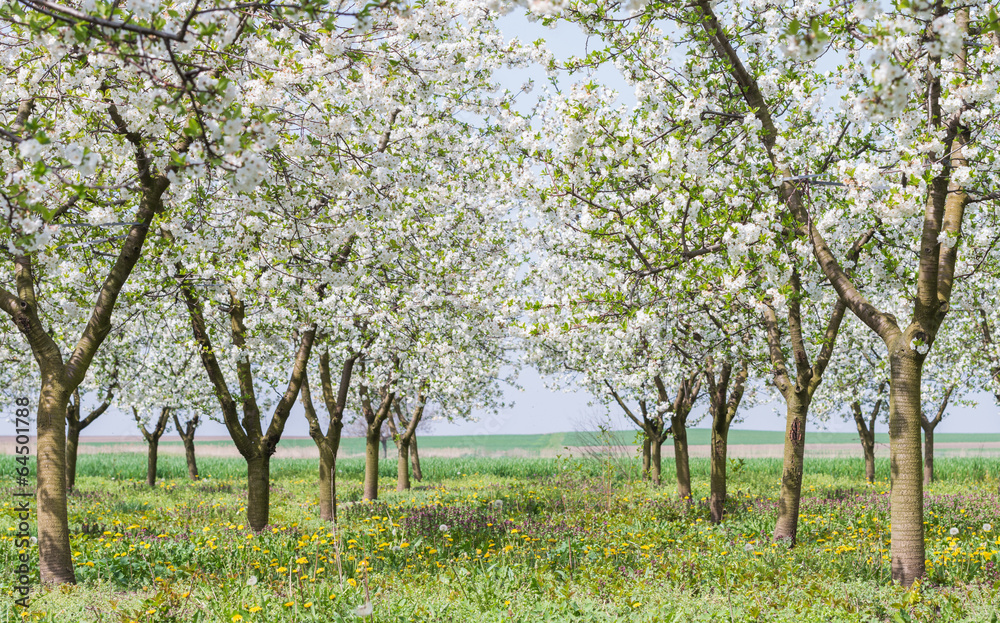 orchard in spring