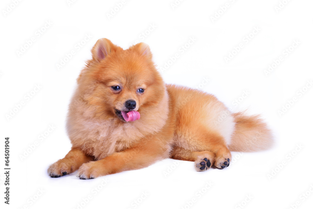 pomeranian dog isolated on white background pomeranian dog isolated on white background