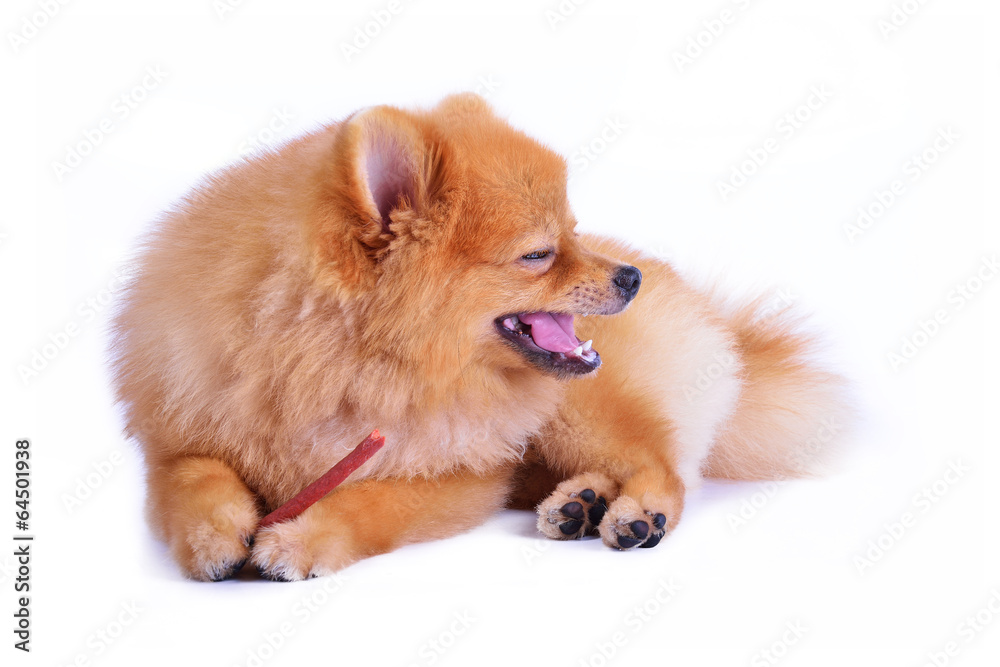 pomeranian dog isolated on white background pomeranian dog isolated on white background