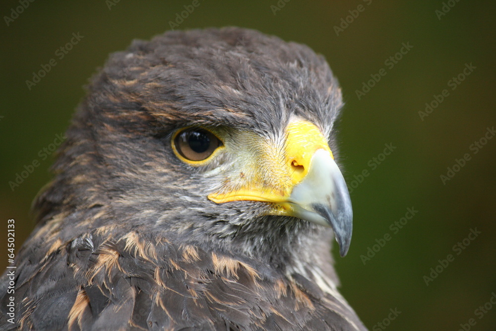 Obraz premium Closeup of a buzzard of harris