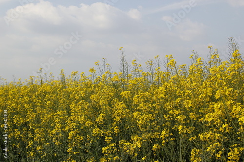 rapeseed