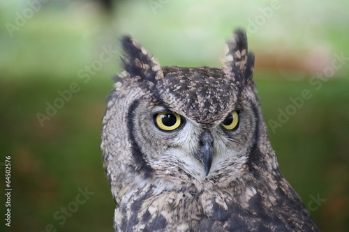 Closeup of a African Owl.