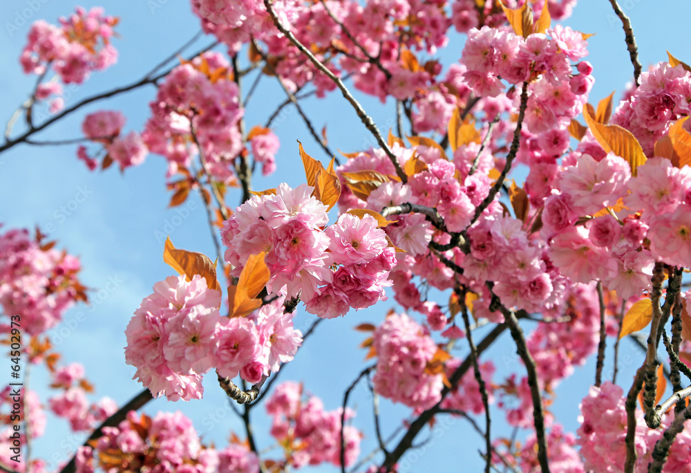 Obraz premium Cherry blossom
