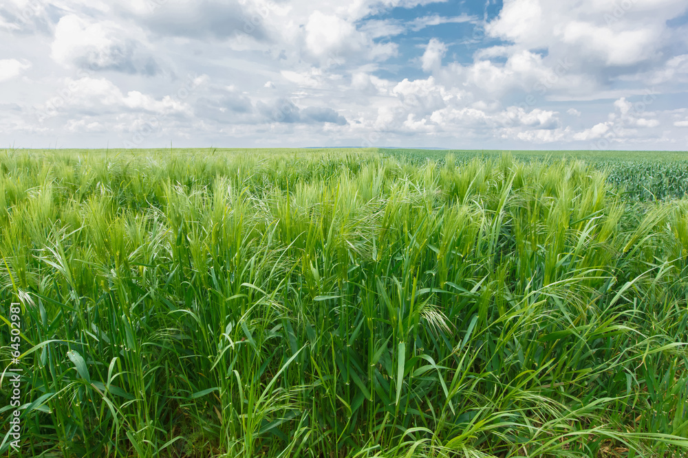 Fototapeta premium Oat Field. Agricultural field with green oats in spring season