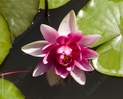 Crimson water lily