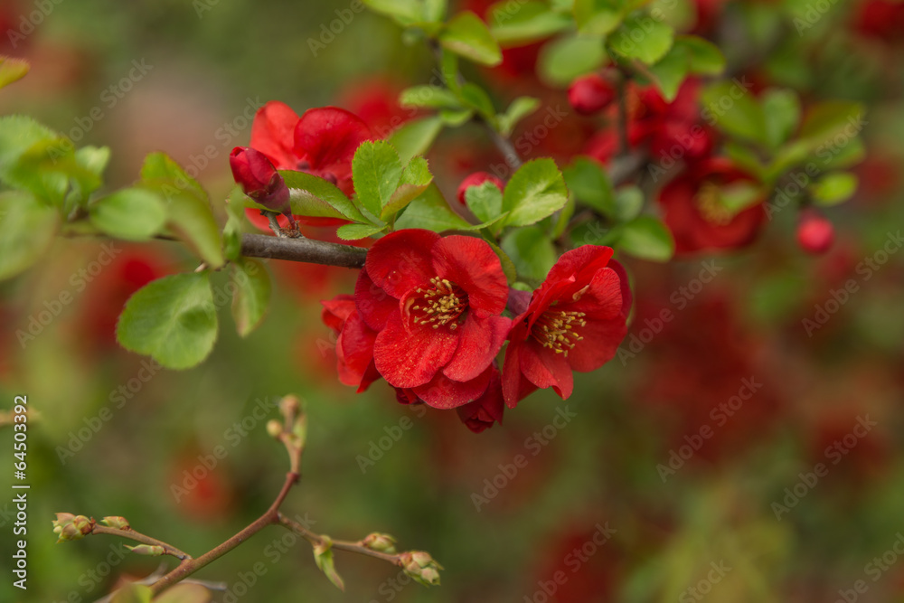 quince quince