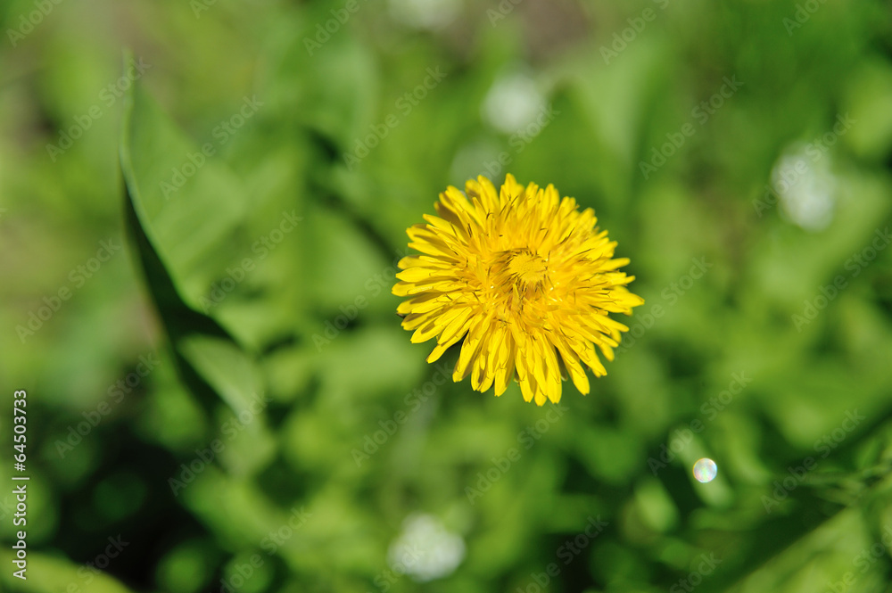 Dandelion field over which bees circling Dandelion field over which bees circling