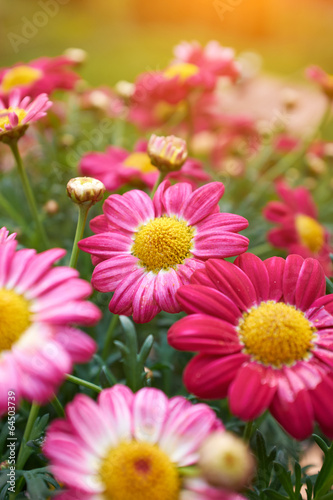 Daisy flower - Spring flower close up