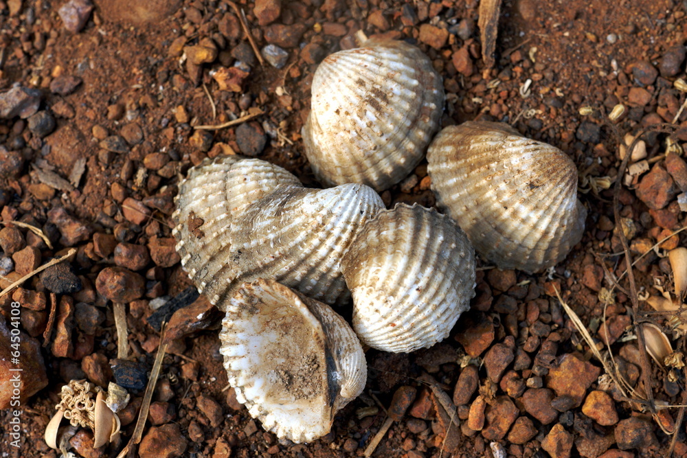 Dirty Shells Dirty Shells