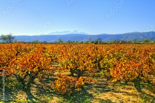 Vignes au pied du canigou