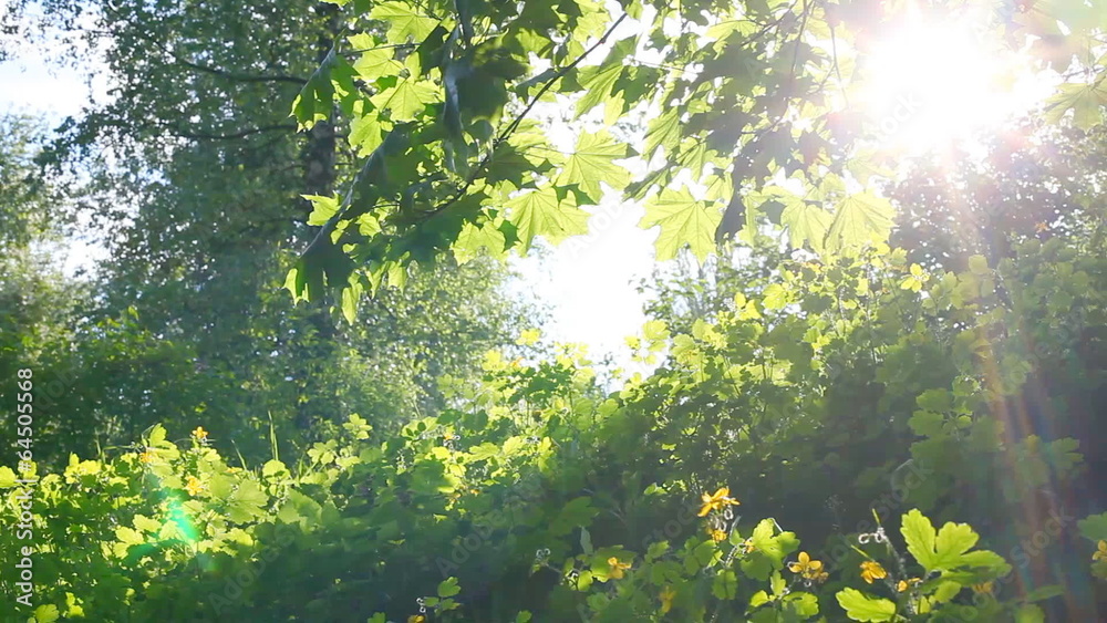 Spring forest. Shot with motorized slider Spring forest. Shot with motorized slider