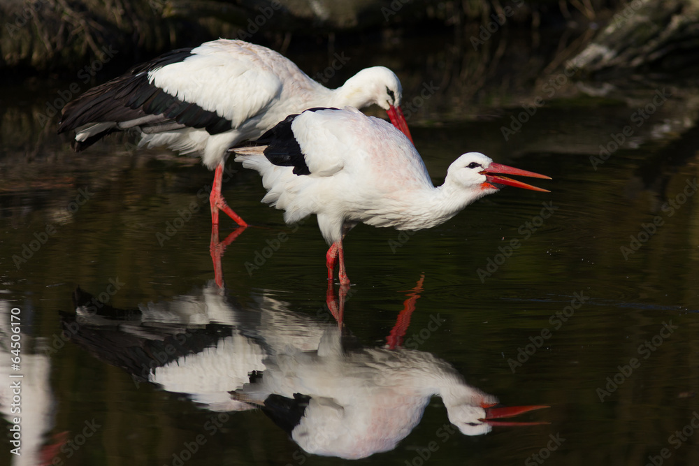 Fototapeta premium Weißstorch auf Nahrungssuche