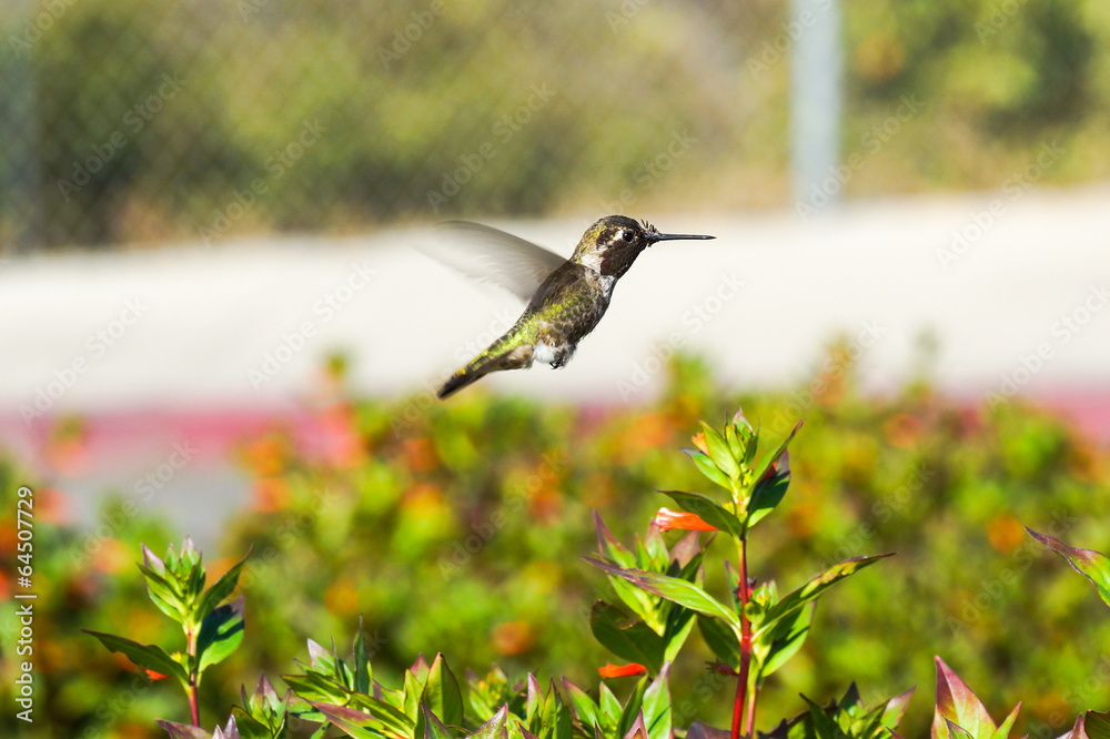 Fototapeta premium Kolibri im Park