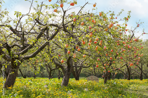 Peaches On A Trees