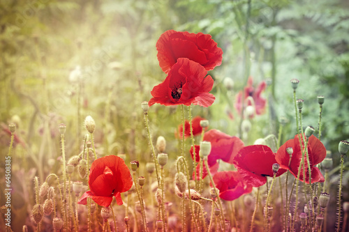 Fototapeta Naklejka Na Ścianę i Meble -  Poppy flowers and poopy pods
