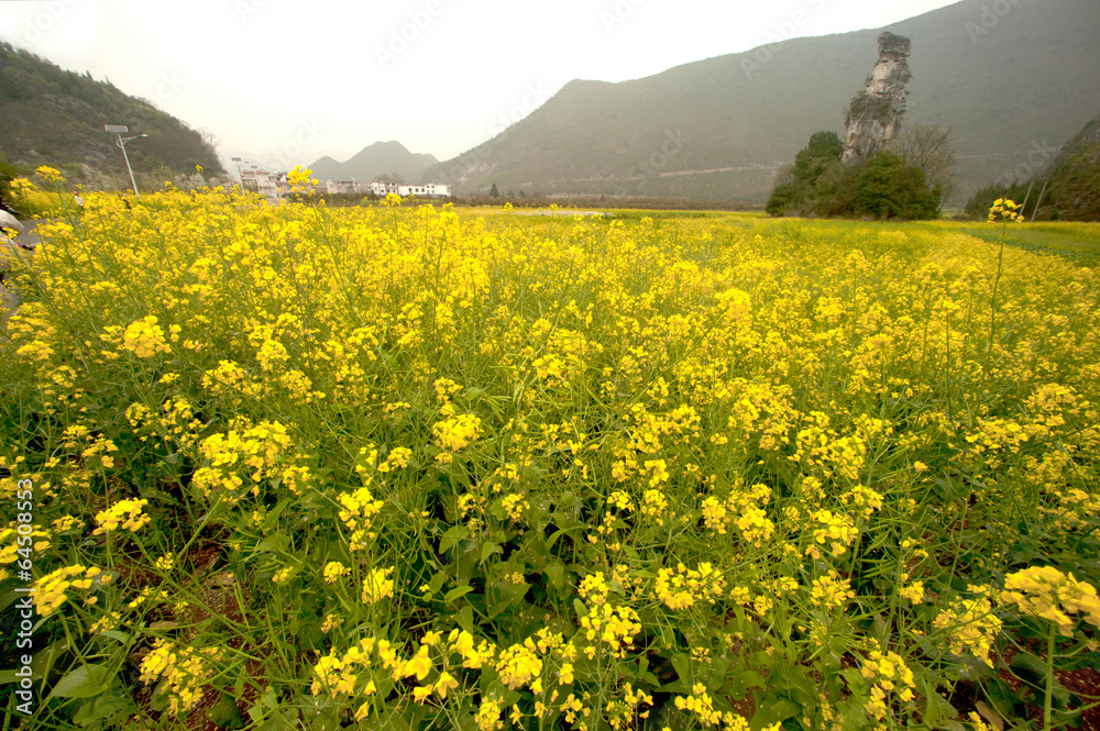 Mountains and pasture scenery in Wanfenglin,China.
