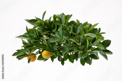 Lemon tree-top