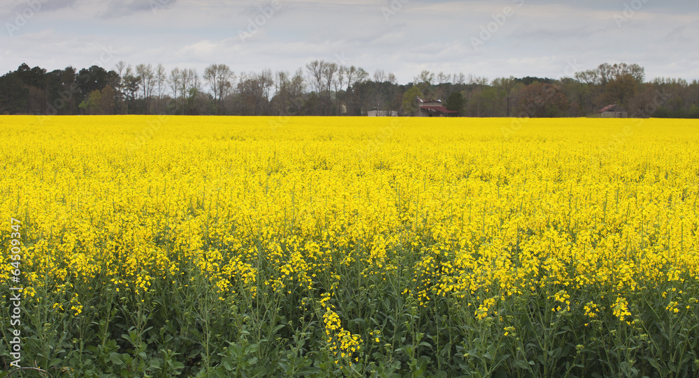 Obraz premium Vibrant field