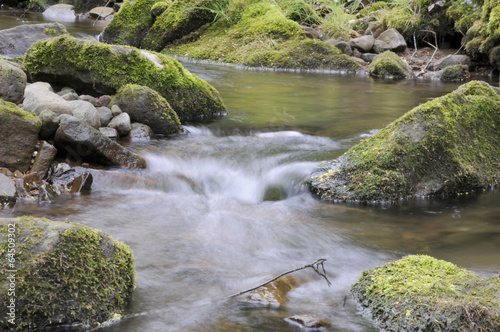 Bachlauf Im Schwarzwald