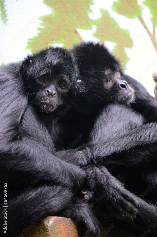 Fototapeta premium Black-headed spider monkey