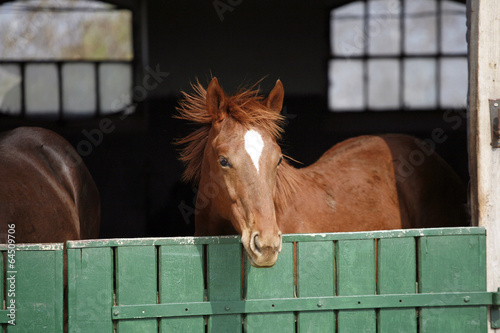 Beautiful chetsnut purebred horse portrait