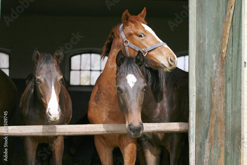 Nice thoroughbred horses in the stable. Youngsters in the barn
