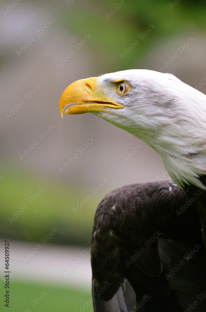 Obraz premium Bald eagle