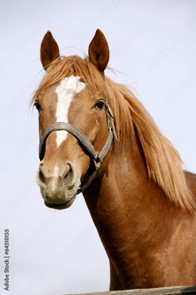 Naklejka premium Head shot of a chestnut horse. Portrait of nice brown bay horse