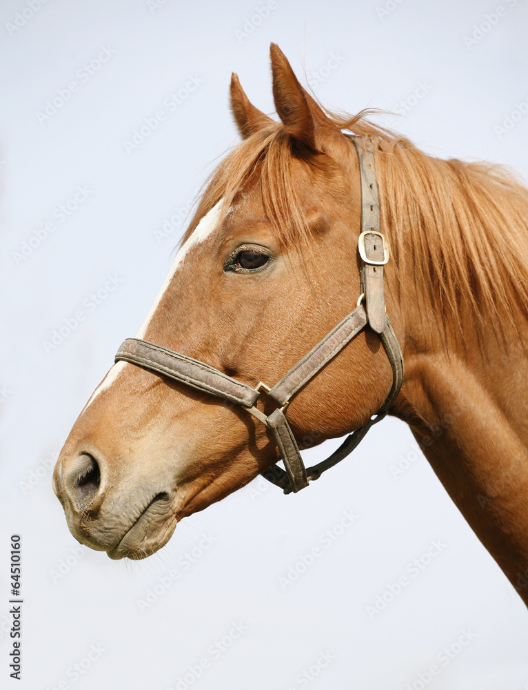 Head shot of a chestnut horse. Portrait of nice brown bay horse
