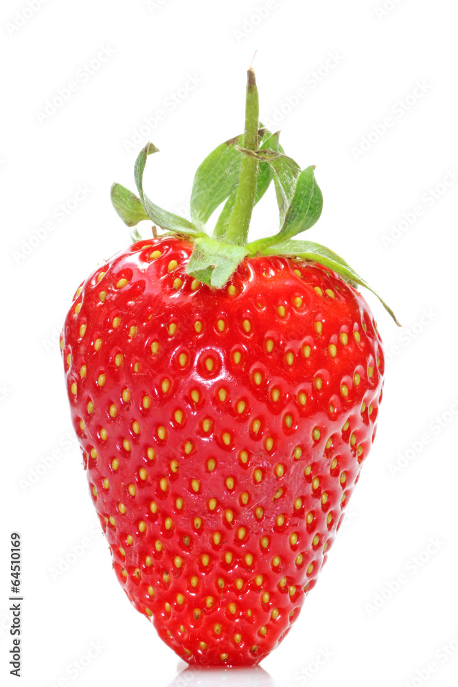 Erdbeere Erdbeere