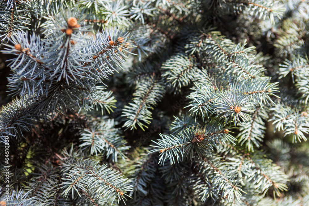 Branches of the Colorado blue spruce Branches of the Colorado blue spruce