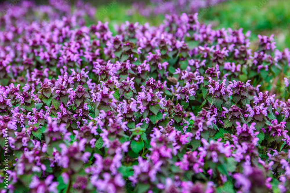 Purple dead nettle Purple dead nettle