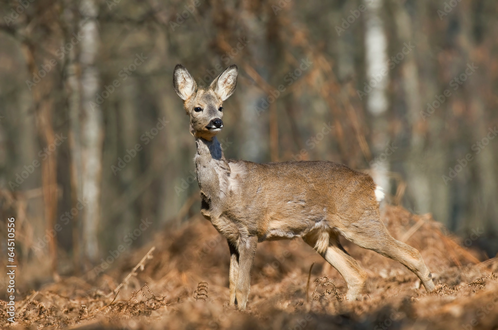 Roe deer Roe deer