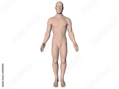 corps homme face sur fond blanc