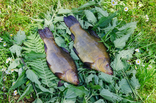 large tench lying on the tufts of nettle outdoor photo