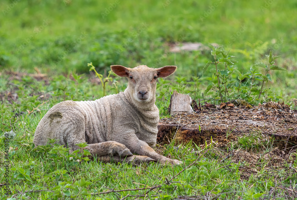 Obraz premium agneau gris