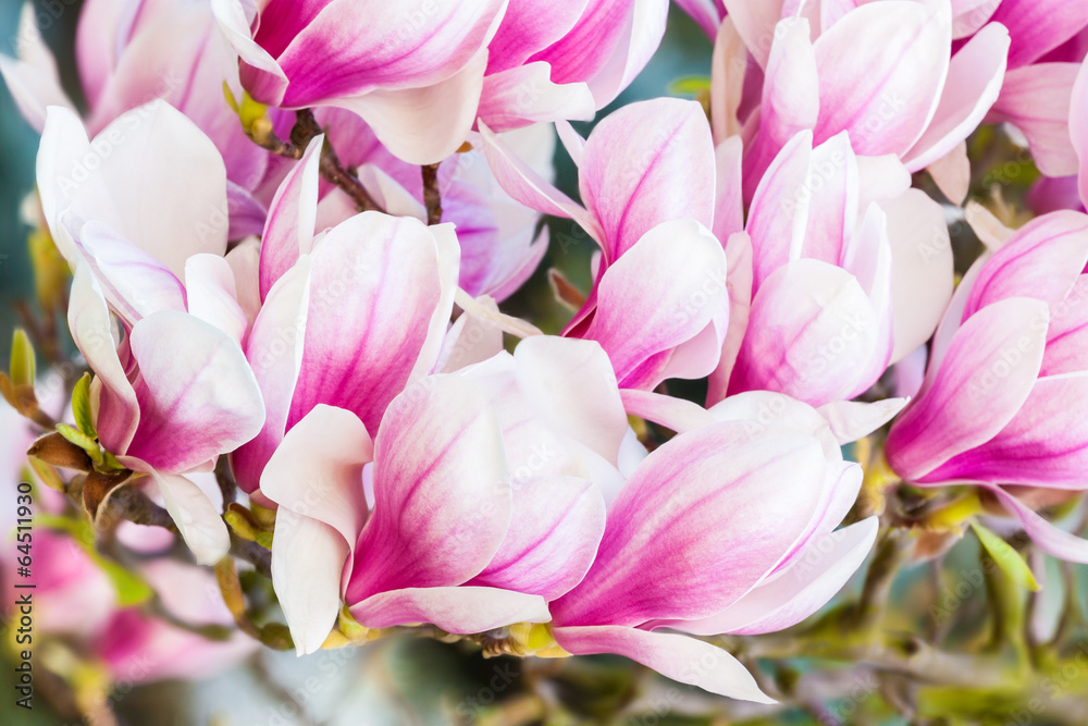 Naklejka premium pink flower magnolia