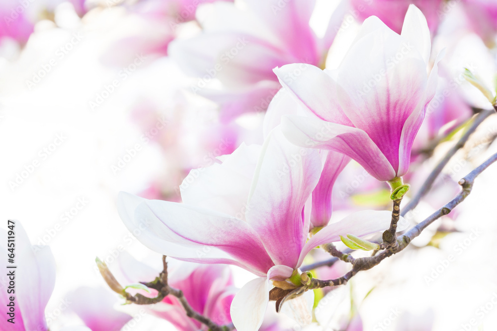 Fototapeta premium pink flower magnolia