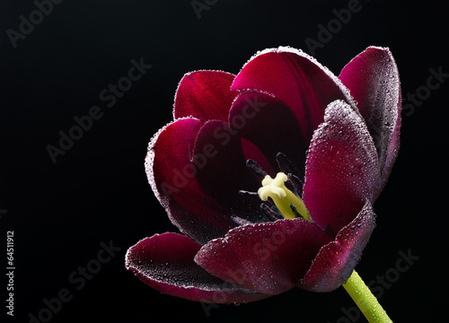 Photo Wet purple-black tulip.