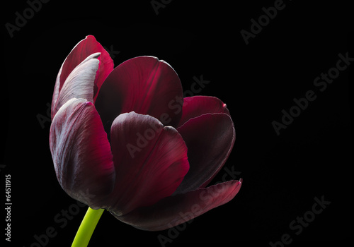 Fototapeta Naklejka Na Ścianę i Meble -  Purple black tulip.