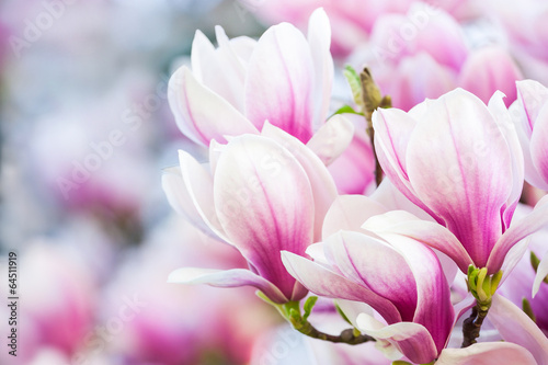 Fototapeta Růžová květ magnólie