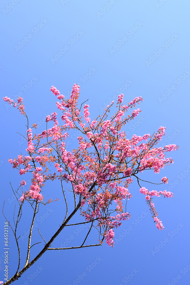Beautiful Wild Himalayan Cherry blossom in north of Thailand Beautiful Wild Himalayan Cherry blossom in north of Thailand