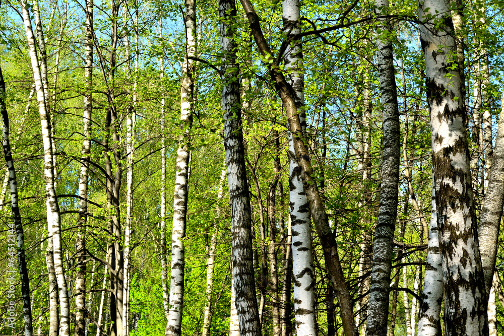 Obraz premium birch different thickness background