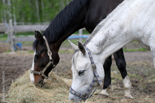 2 horses eating #64513311