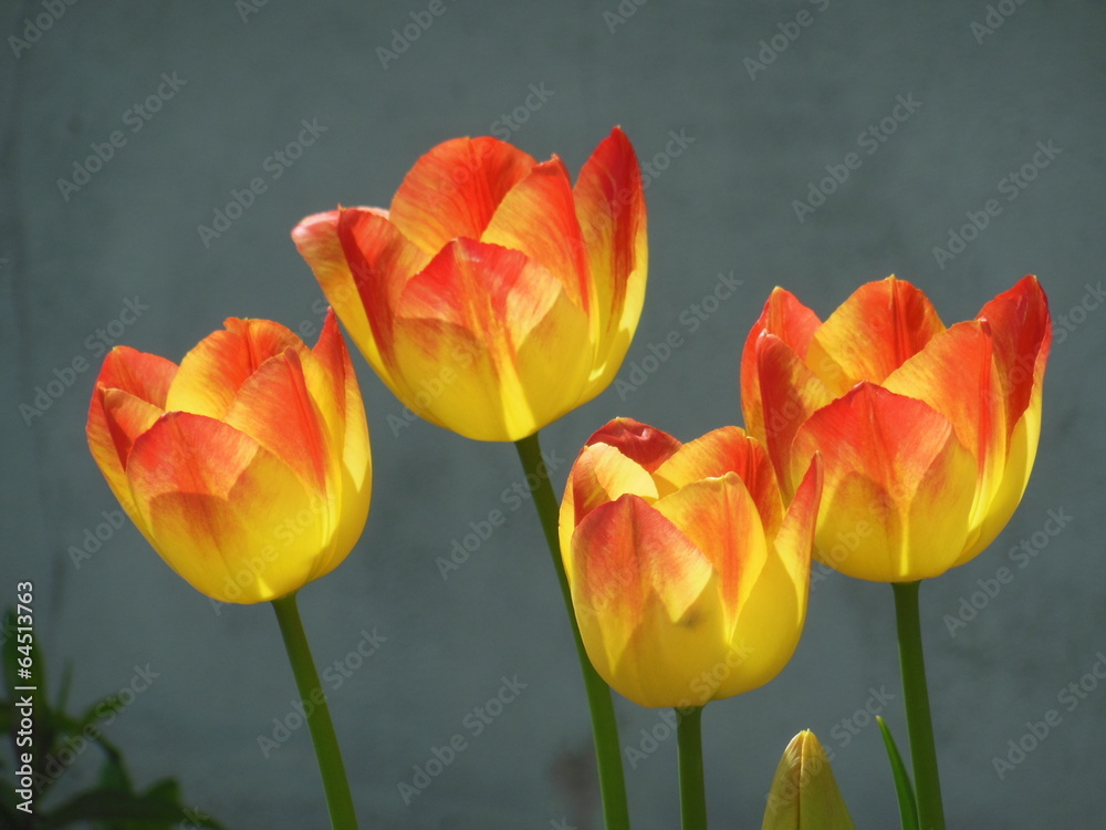 Fototapeta premium Orangefarbene Tulpen vor grauer Mauer