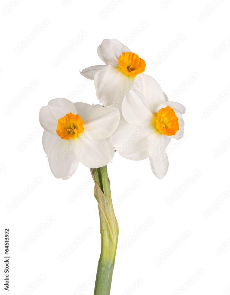 Three orange-and-white flowers of a tazetta daffodil Three orange-and-white flowers of a tazetta daffodil
