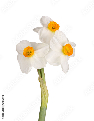 Three orange-and-white flowers of a tazetta daffodil