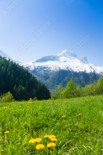 Flower valley near Mont Blanc  Alps