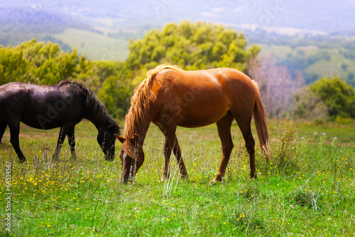 Two beautiful horses in the field