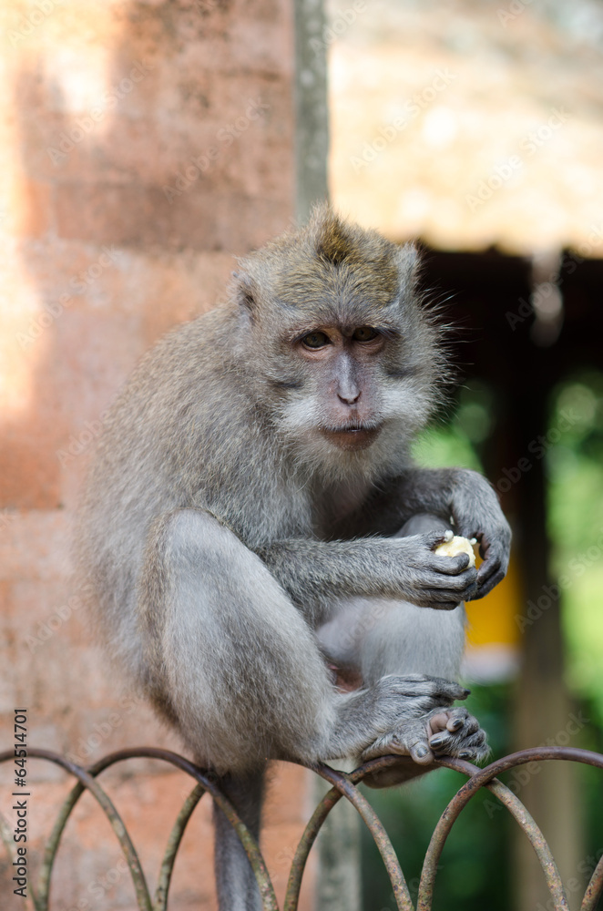 Fototapeta premium funny monkey sitting on a fence and eats